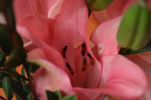 Peek-a-boo lily. :)